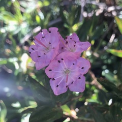 Kalmia microphylla