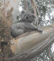 Phascolarctos cinereus victor