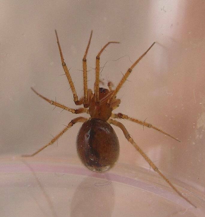 Helophora orinoma