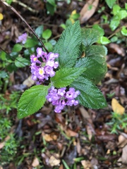 Lantana montevidensis