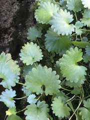 Micranthes odontoloma