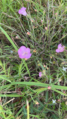 Agalinis strictifolia