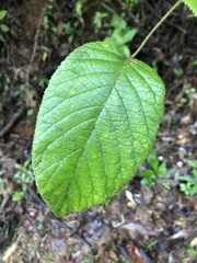 Rubus urticifolius