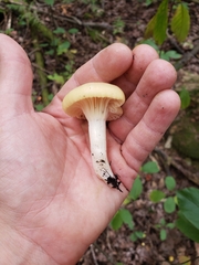 Cuphophyllus pratensis