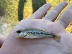 Micropterus punctulatus