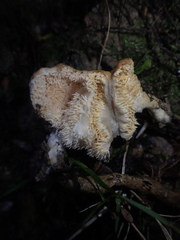 Hydnum crocidens