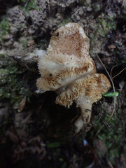 Hydnum crocidens