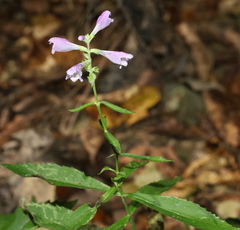 Physostegia virginiana