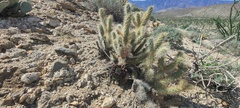 Dudleya arizonica