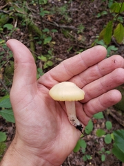 Cuphophyllus pratensis