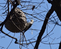 Melanerpes candidus