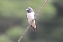 Artamus leucorynchus