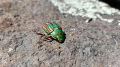 Chrysina adelaida
