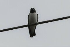 Artamus leucorynchus