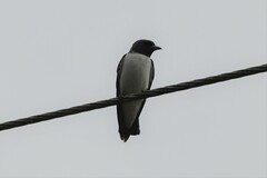 Artamus leucorynchus