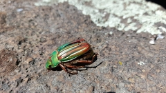 Chrysina adelaida