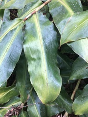 Hedychium
