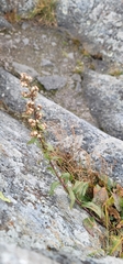 Solidago simplex