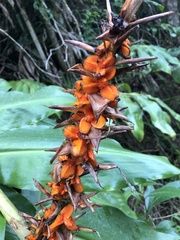 Hedychium