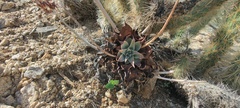 Dudleya arizonica