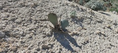Opuntia basilaris basilaris