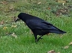 Corvus frugilegus