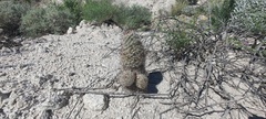 Mammillaria dioica dioica