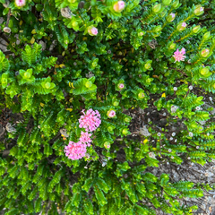 Pimelea ferruginea