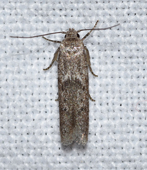 Hypatopa punctiferella