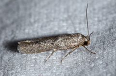 Hypatopa punctiferella