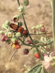 Tylosis maculatus