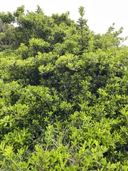 Euonymus japonicus