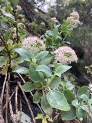 Hylotelephium telephioides