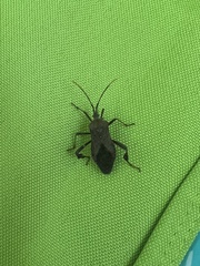 Acanthocephala terminalis