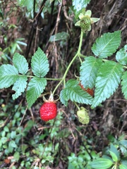 Rubus rosifolius