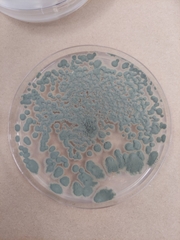 Penicillium