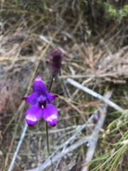 Elythranthera brunonis