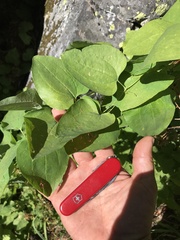 Smilax californica