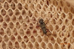 Pseudopachybrachius vinctus