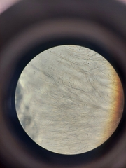 Penicillium