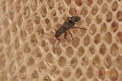 Pseudopachybrachius vinctus