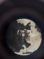 Penicillium