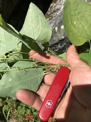 Smilax californica
