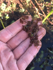 Azolla caroliniana