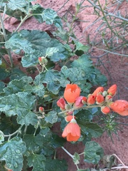 Sphaeralcea parvifolia