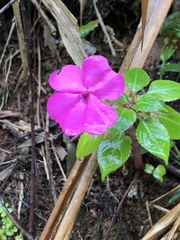 Impatiens walleriana