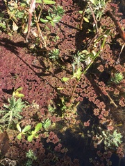 Azolla caroliniana