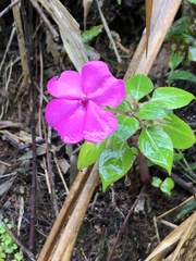 Impatiens walleriana