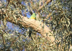 Barnardius zonarius barnardi