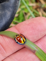 Australoneda bourgeoisi